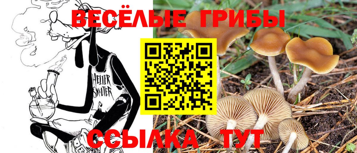Тулун  Псилоцибиновые грибы Psilocybe  Вход с VPN 